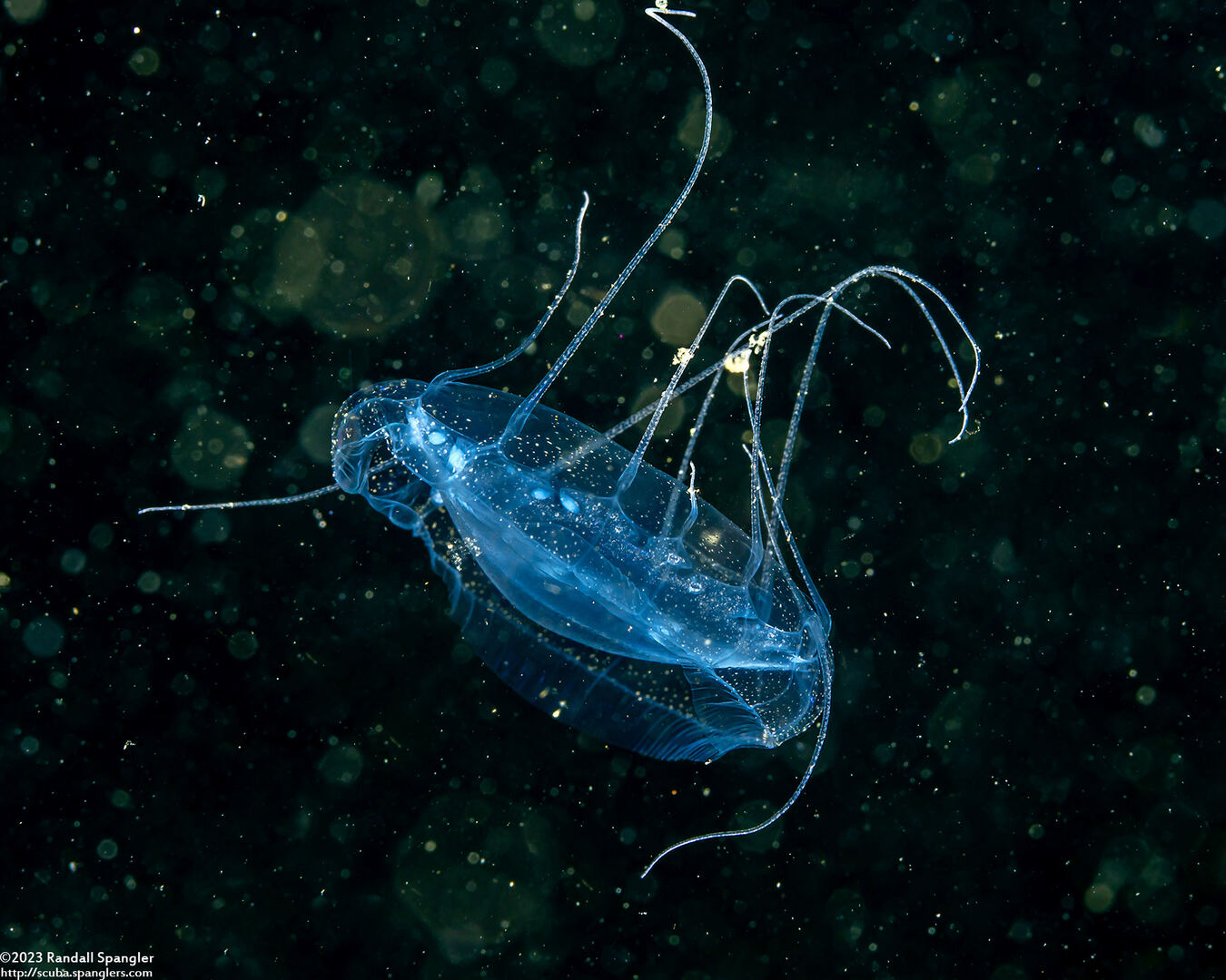 Solmissus sp.1 (Dinner Plate Jelly)