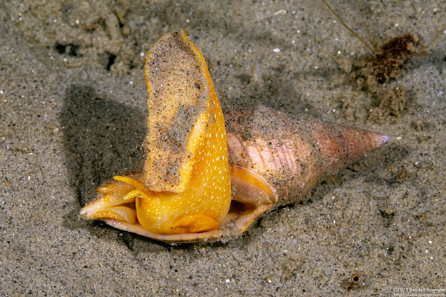 Megasurcula carpenteriana (Carpenter's Turrid)