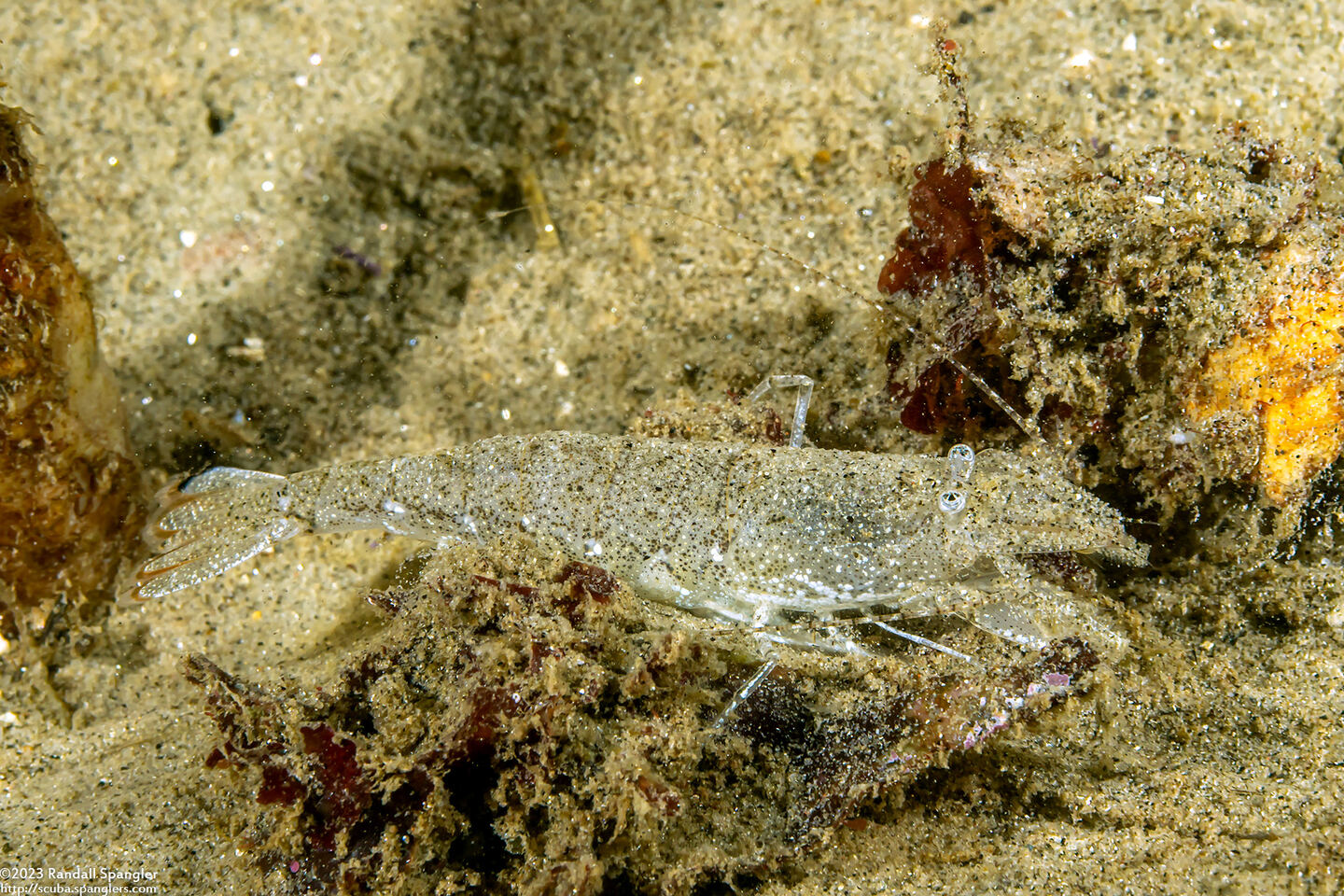 Crangon franciscorum (California Bay Shrimp)
