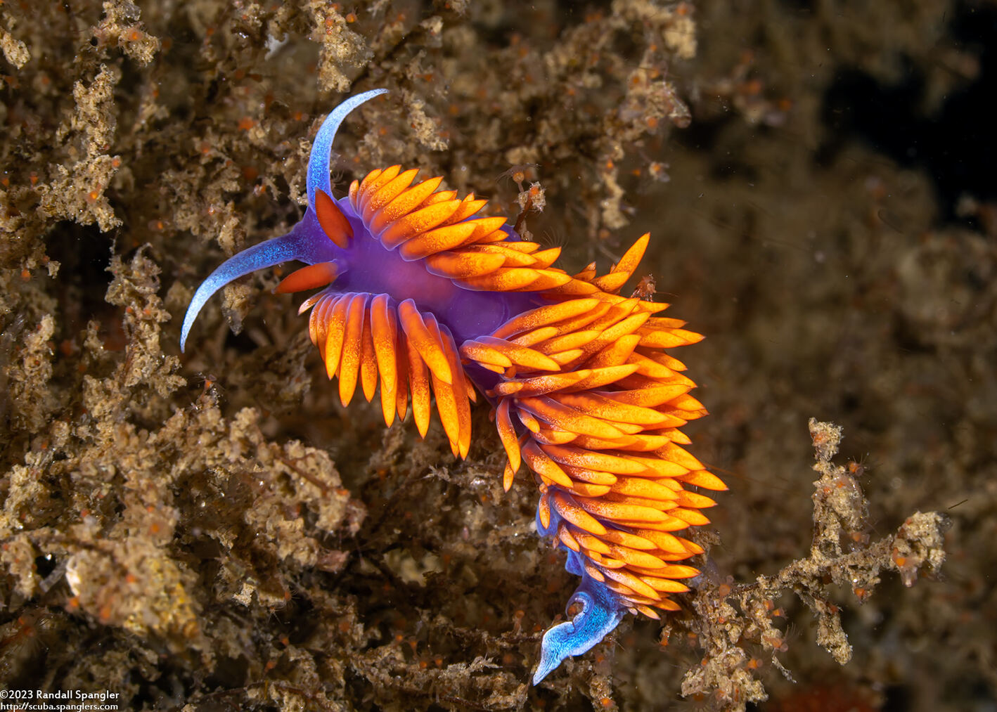 Flabellinopsis iodinea (Spanish Shawl)