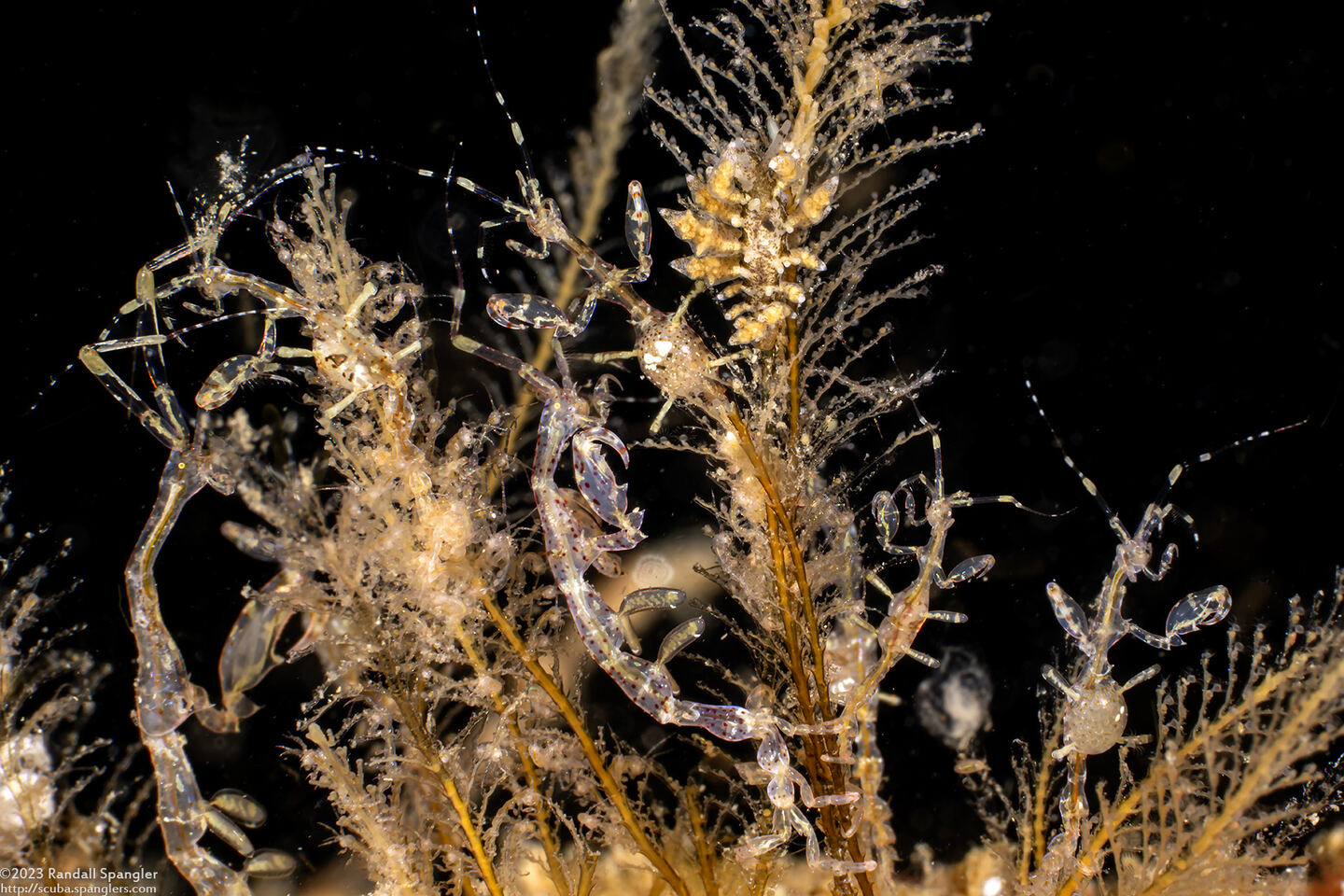 Caprella sp.1 (Skeleton Shrimp)