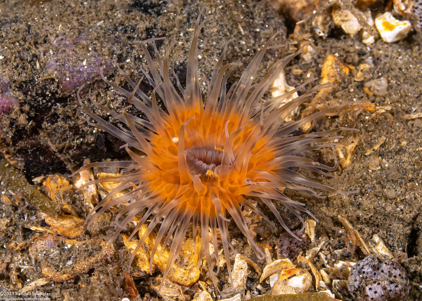 Diadumene leucolena (Ghost Anemone)