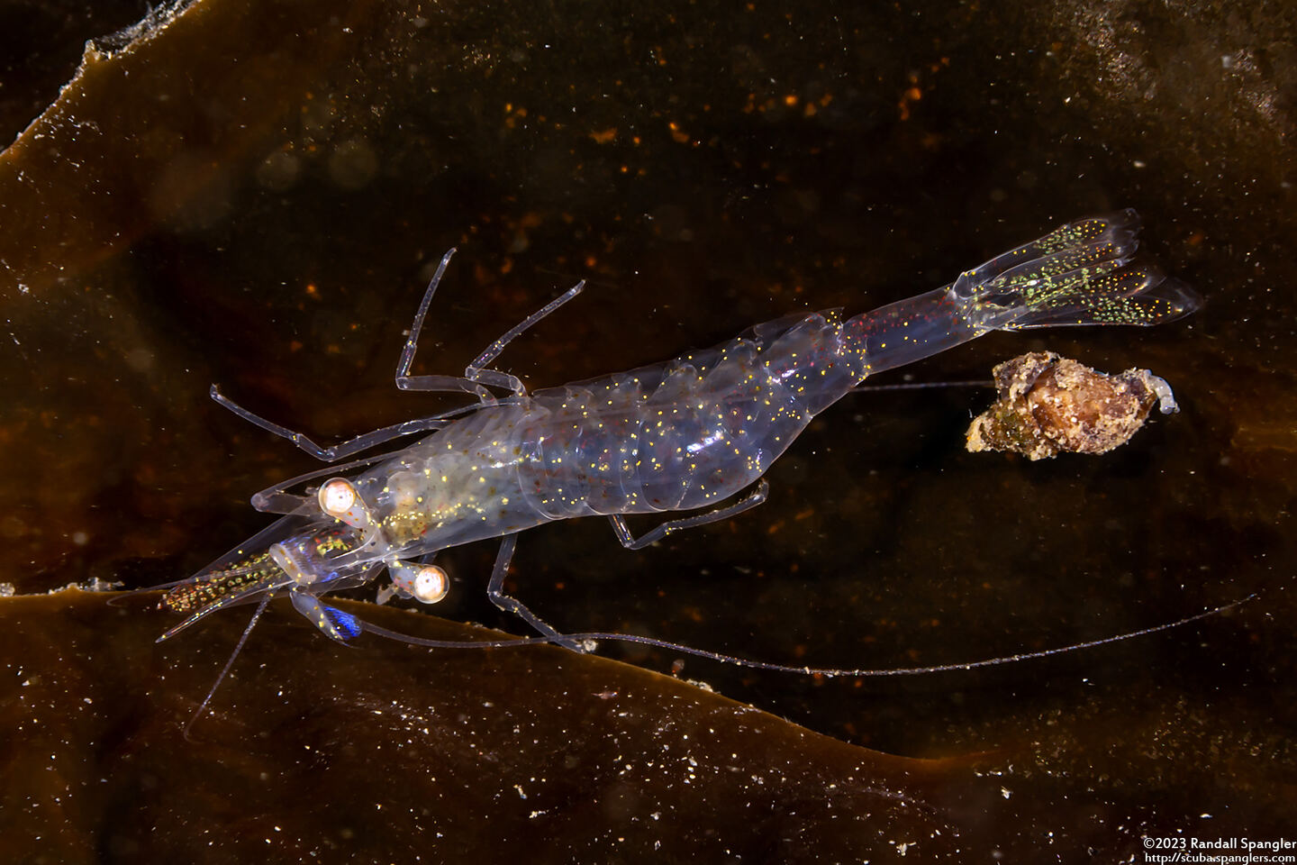 Heptacarpus tenuissimus (Slender Shrimp)