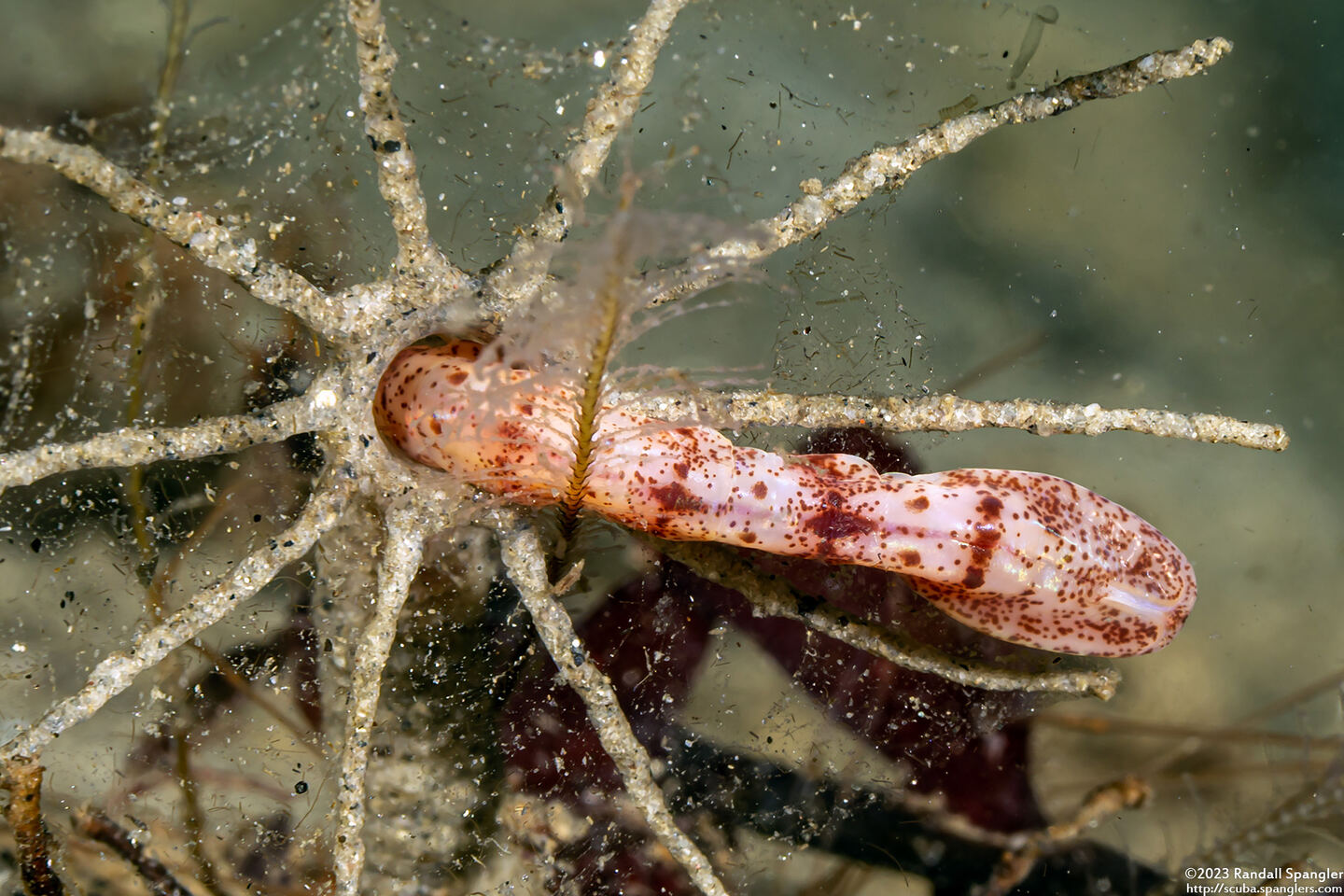 Praxillura maculata (Windmill Worm)