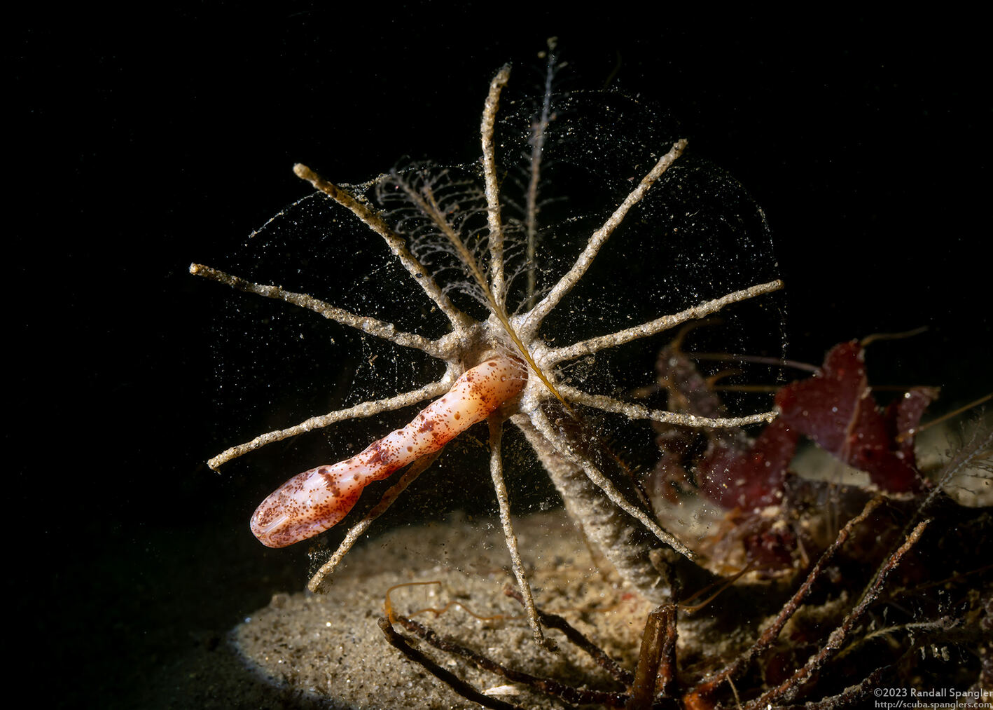 Praxillura maculata (Windmill Worm)