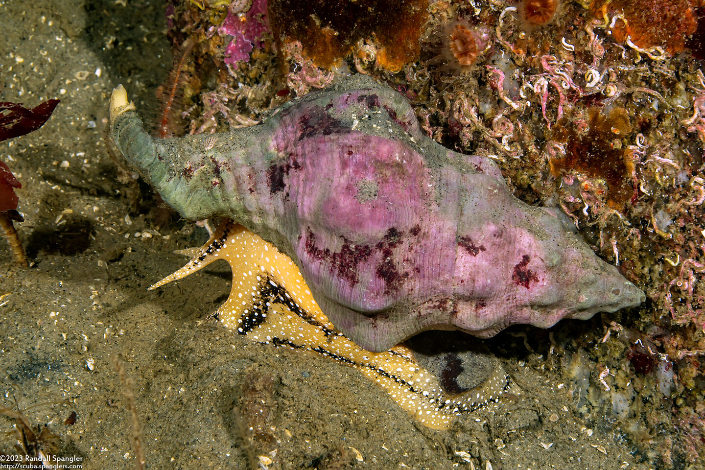 Kelletia kelletii (Kellet's Whelk)