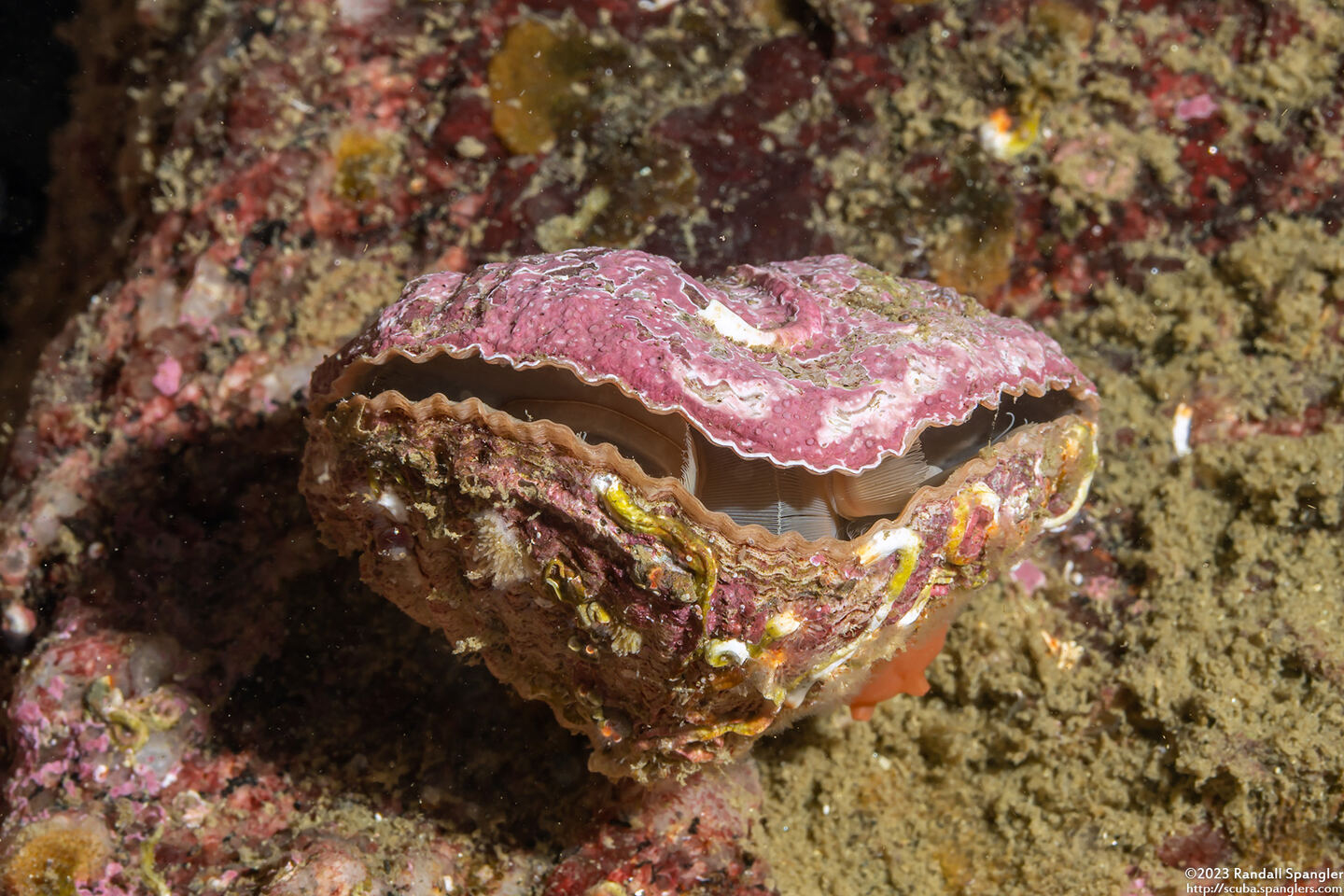 Terebratalia transversa (Common Lampshell)