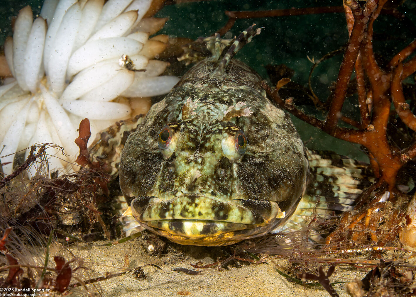 Scorpaenichthys marmoratus (Cabezon)