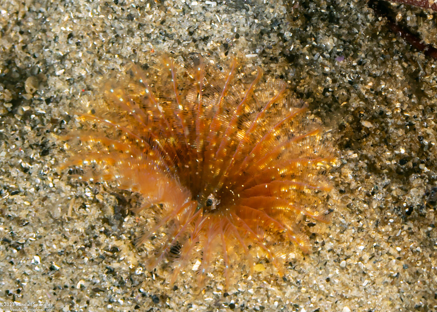 Sabellidae sp.5 (Sabellidae sp.5)