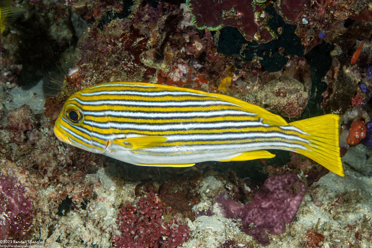 Plectorhinchus polytaenia (Ribbon Sweetlips)
