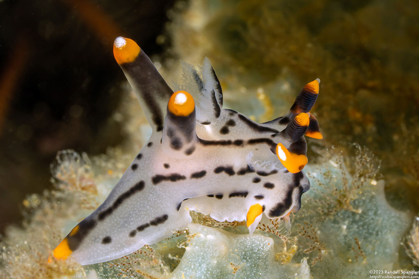 Thecacera picta (Painted Thecacera)