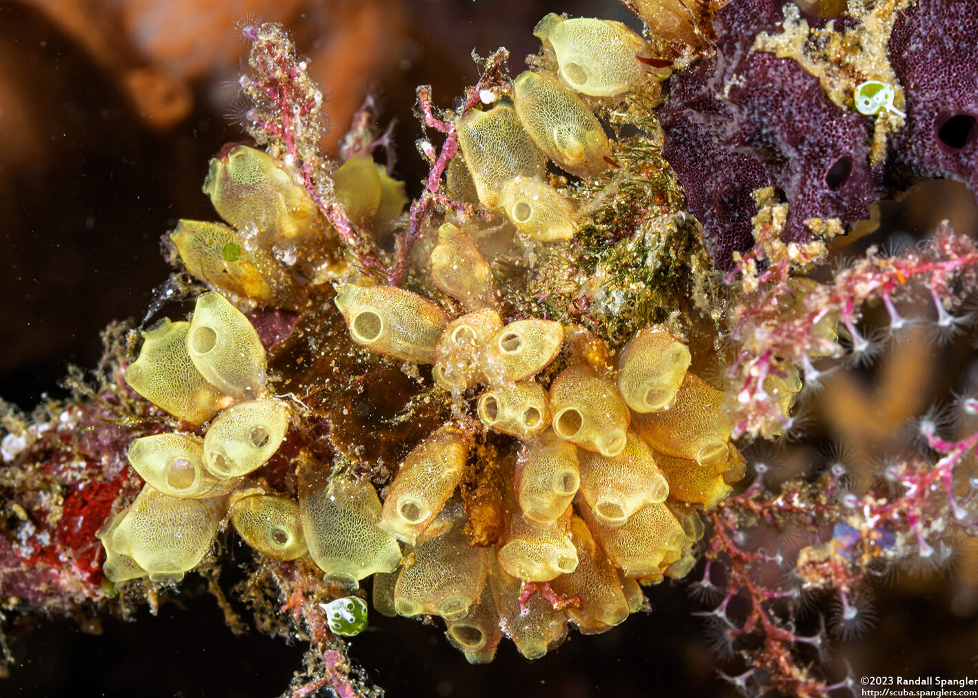 Pycnoclavella flava (Pycnoclavella flava)