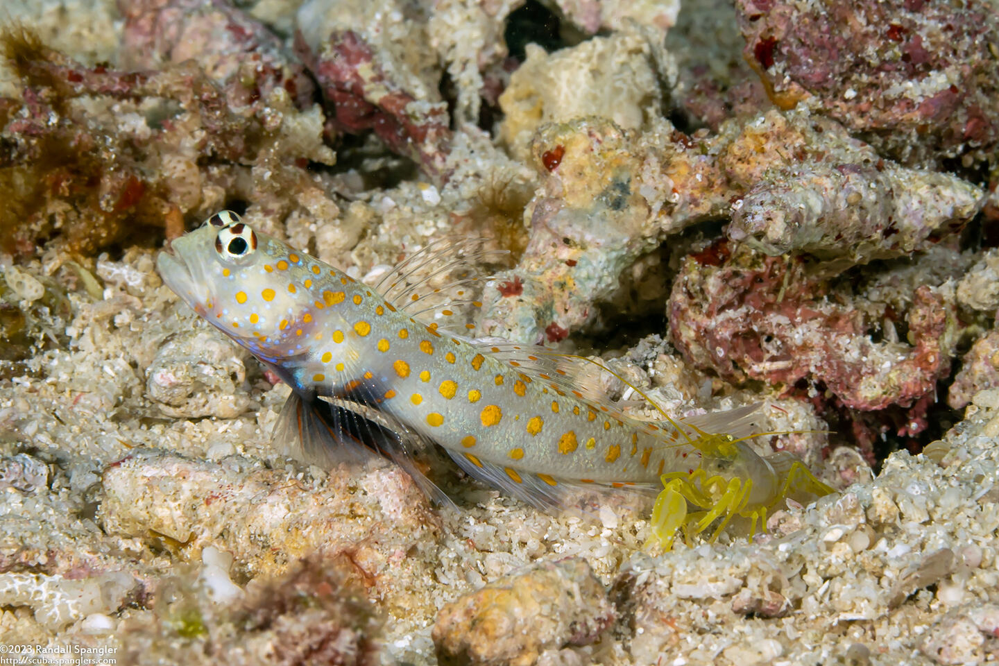 Alpheus sp.1 (White Saddle Snapping Shrimp)
