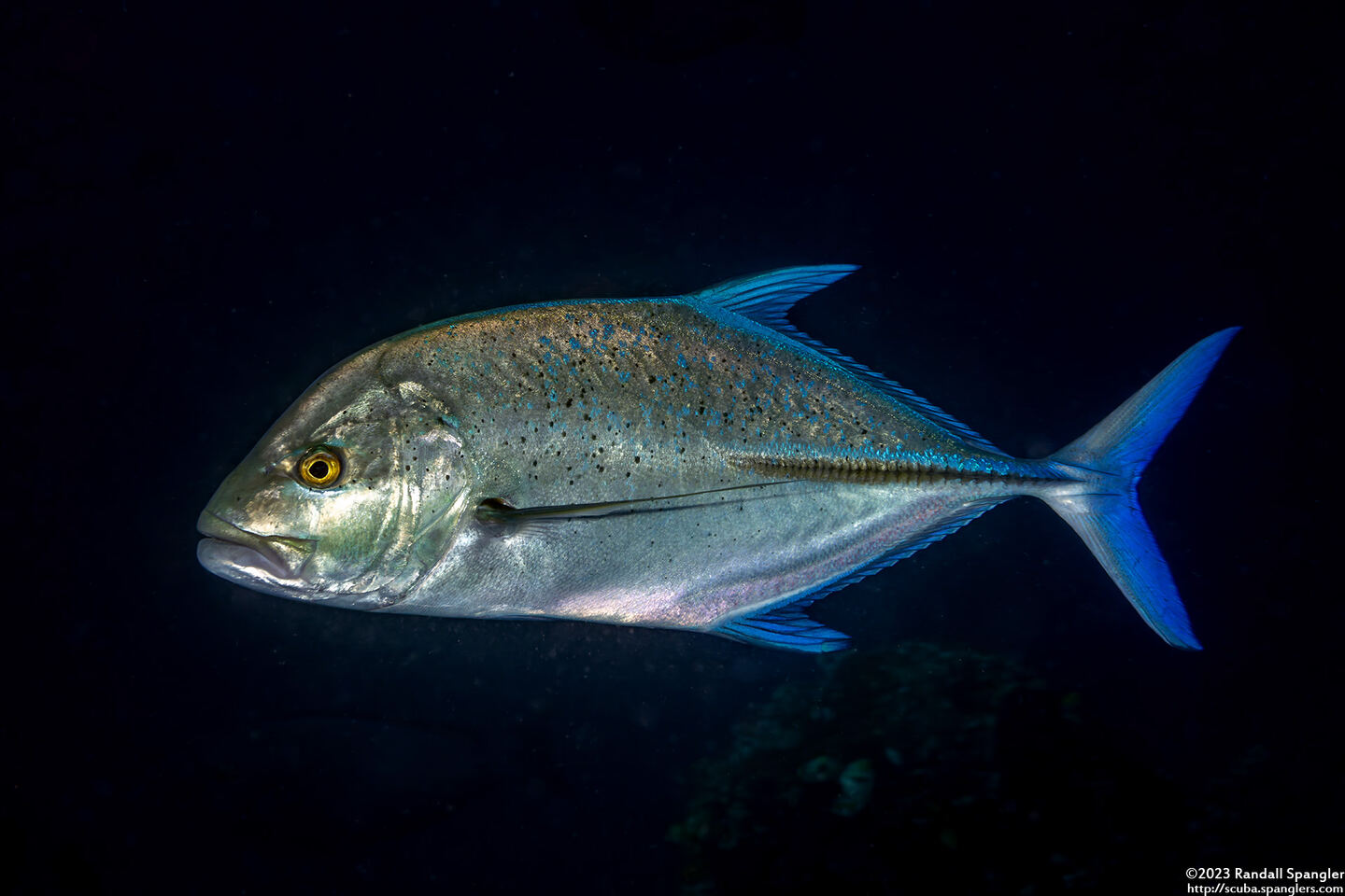 Caranx melampygus (Bluefin Trevally)