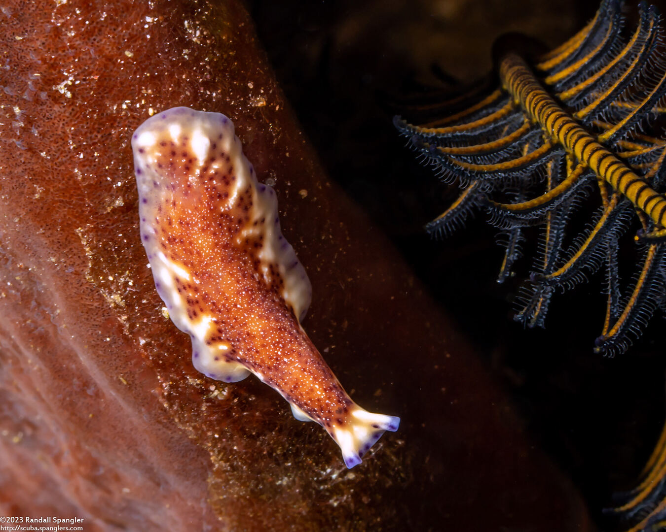 Pseudoceros sp.6 (Pseudoceros sp.6)