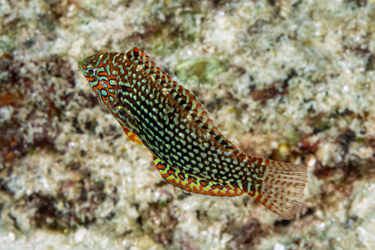 Macropharyngodon ornatus (Ornate Leopard Wrasse)