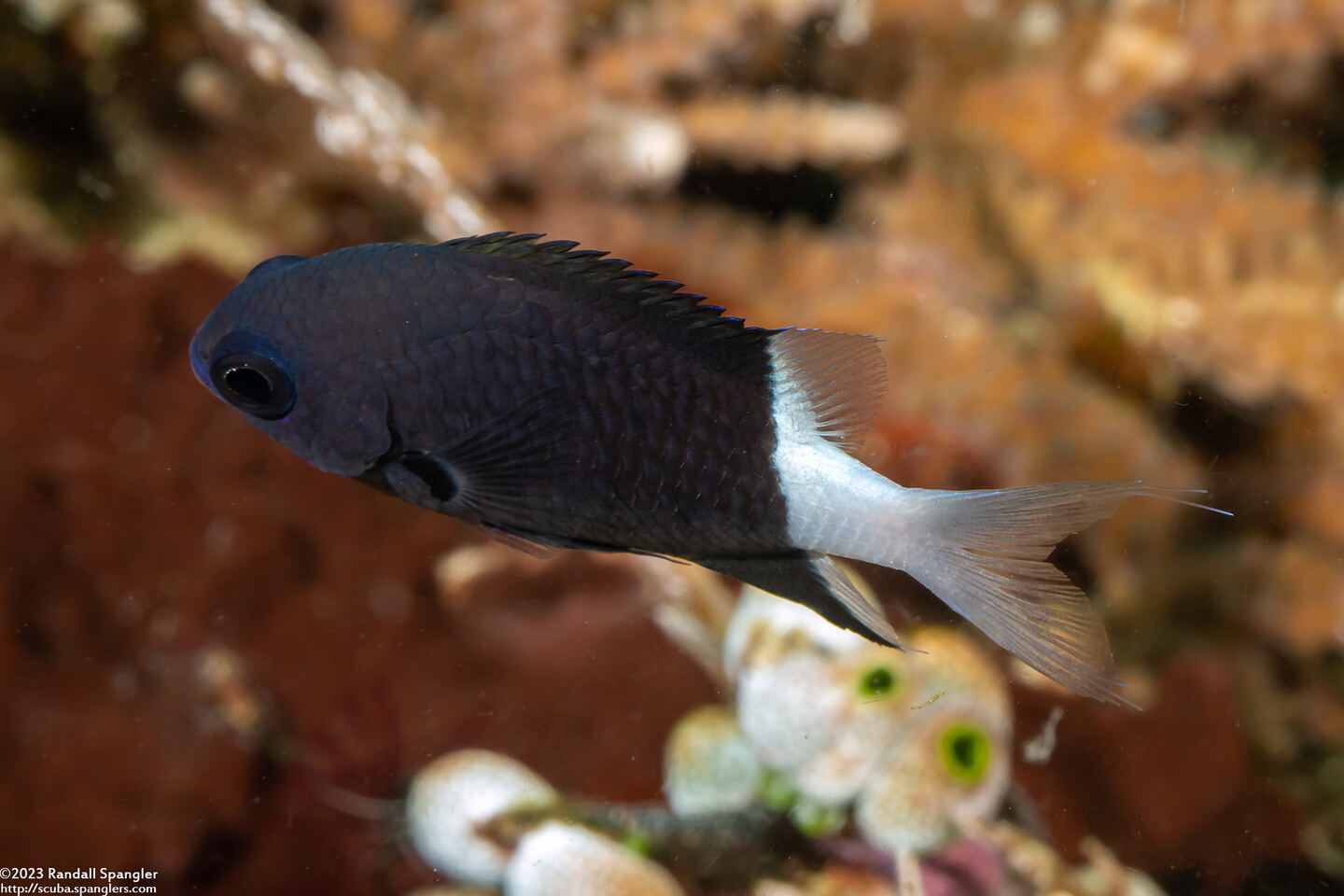 Chromis margaritifer (Bicolor Chromis)