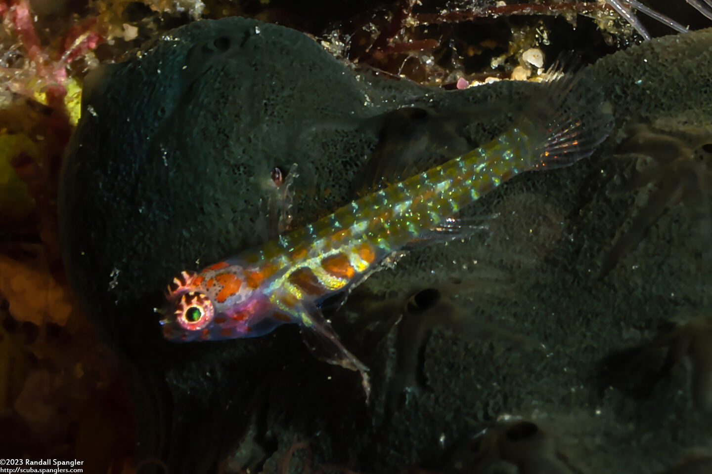 Eviota melasma (Melasma Dwarfgoby)