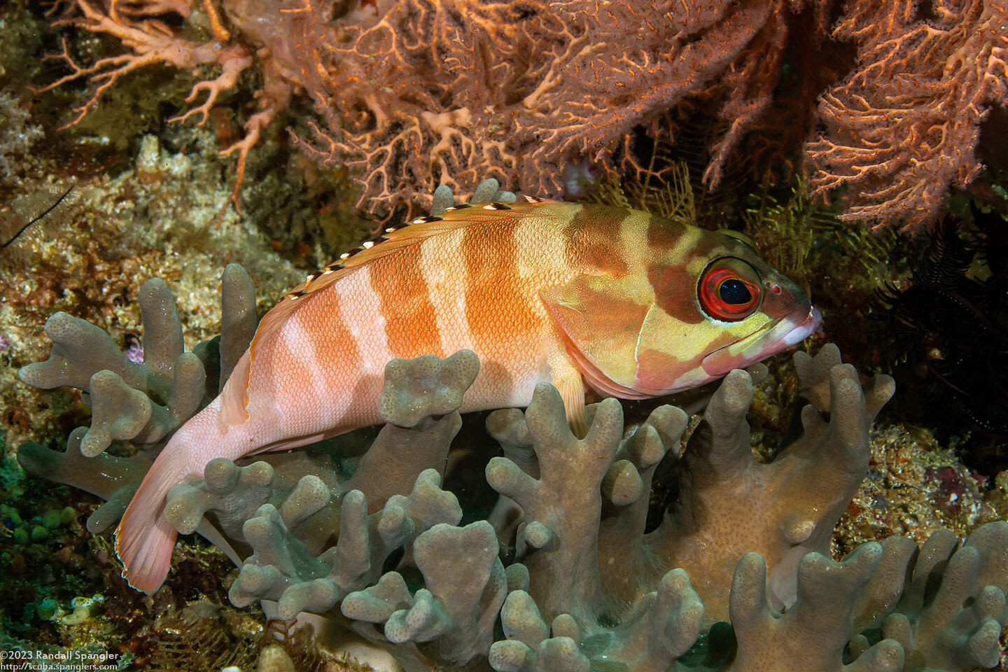 Epinephelus fasciatus (Blacktip Grouper)