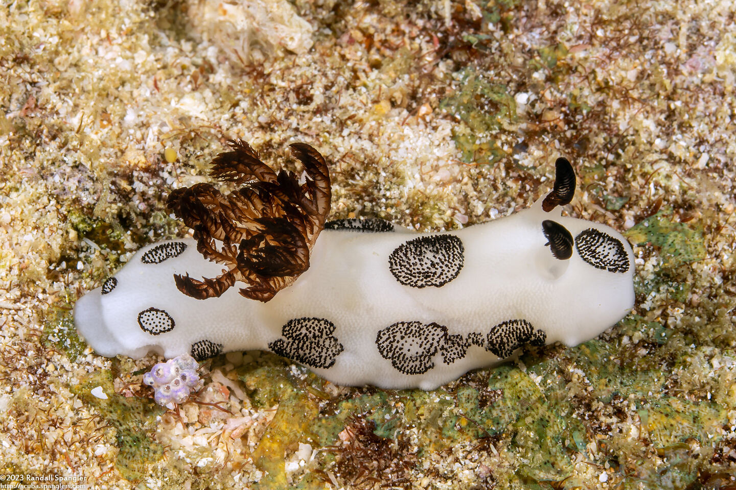 Jorunna funebris (Mourning Jorunna)