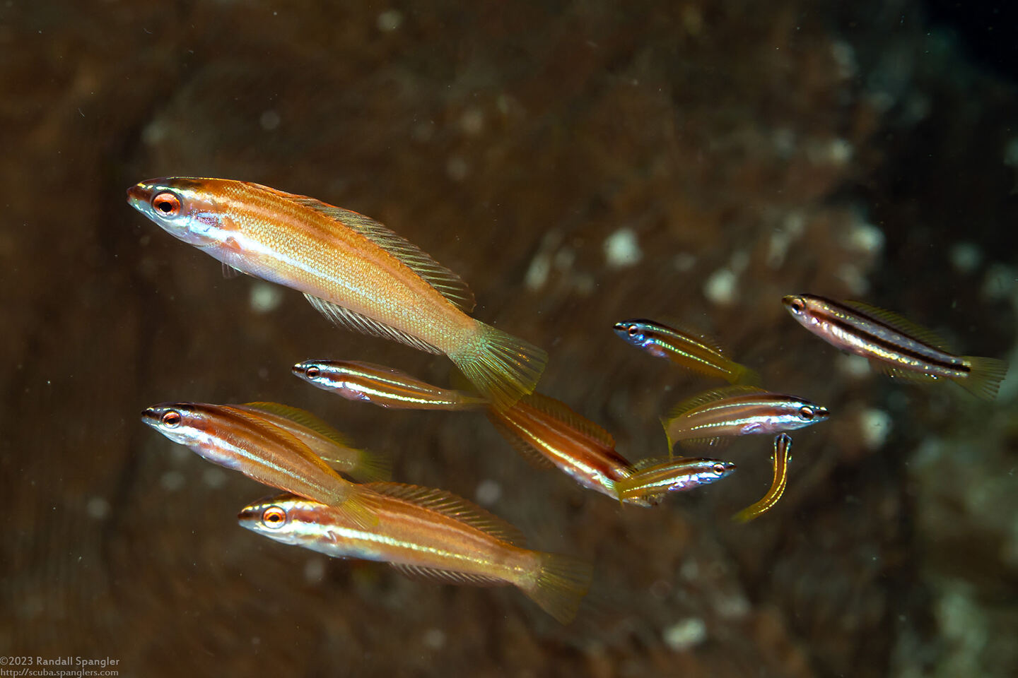 Pseudocoris yamashiroi (Redspot Wrasse)