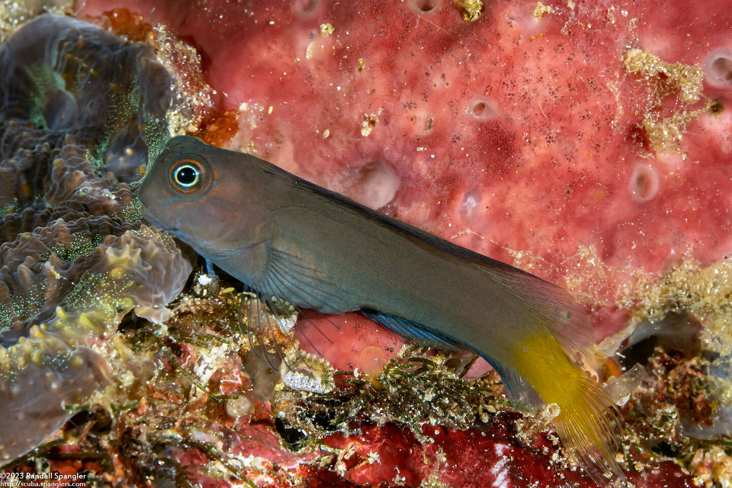 Ecsenius bicolor (Bicolor Coralblenny)