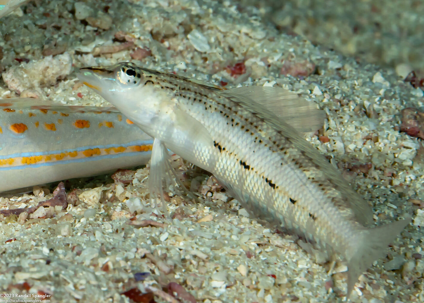 Parapercis lineopunctata (Nosestripe Sandperch)