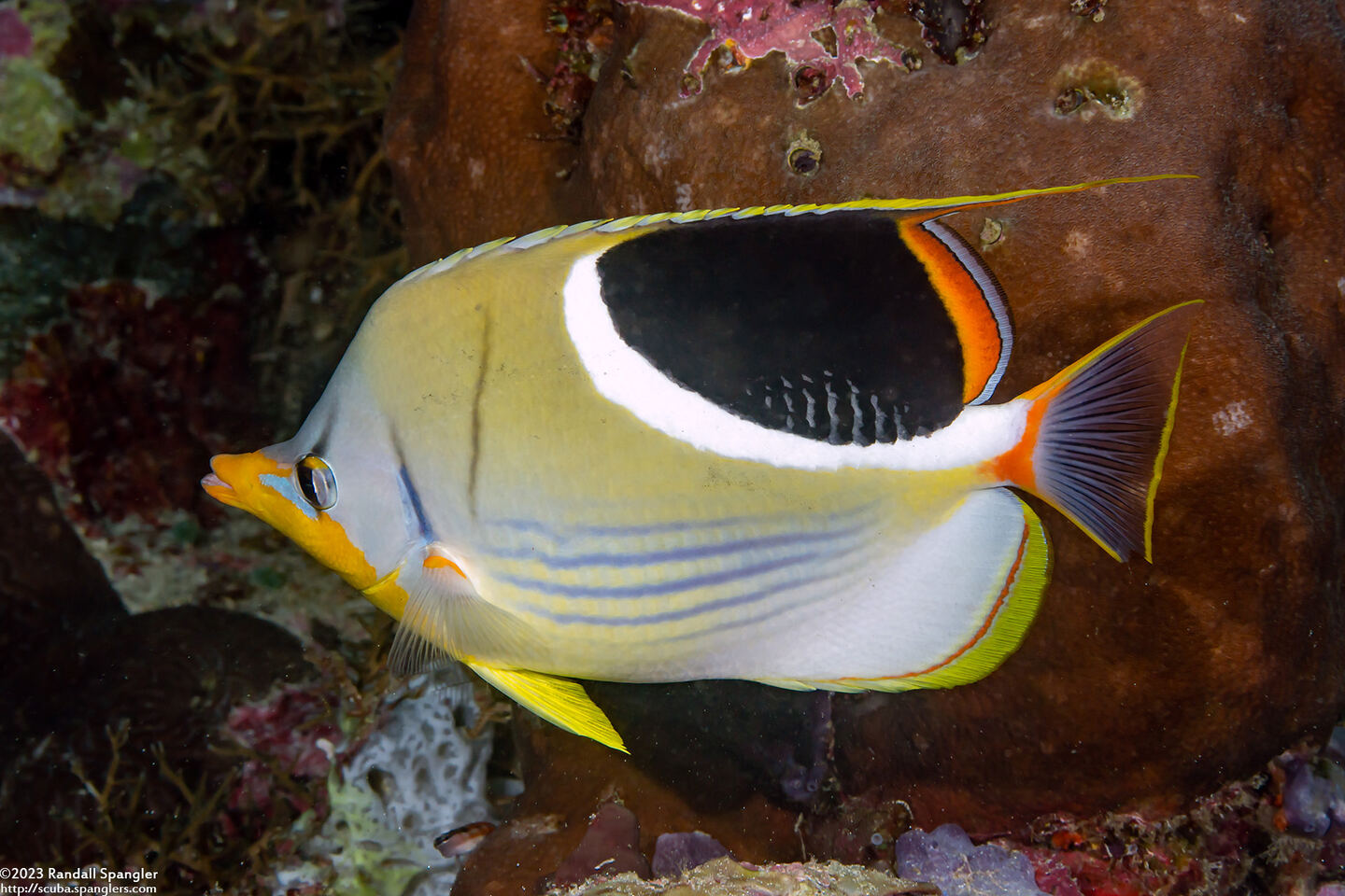 Chaetodon ephippium (Saddled Butterflyfish)