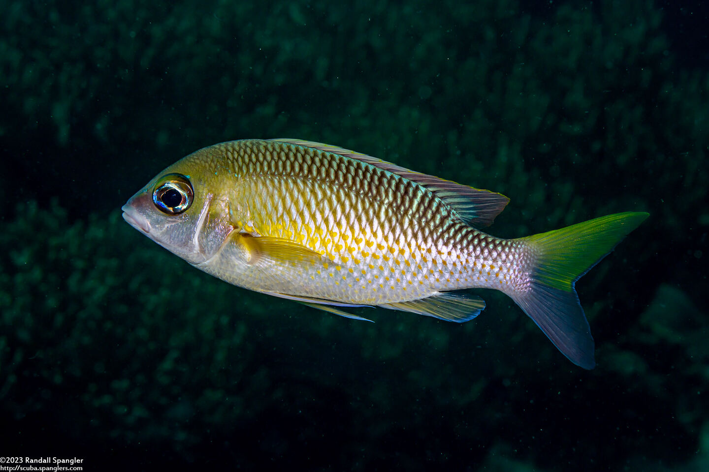 Scolopsis margaritifera (Pearly Monocle Bream)