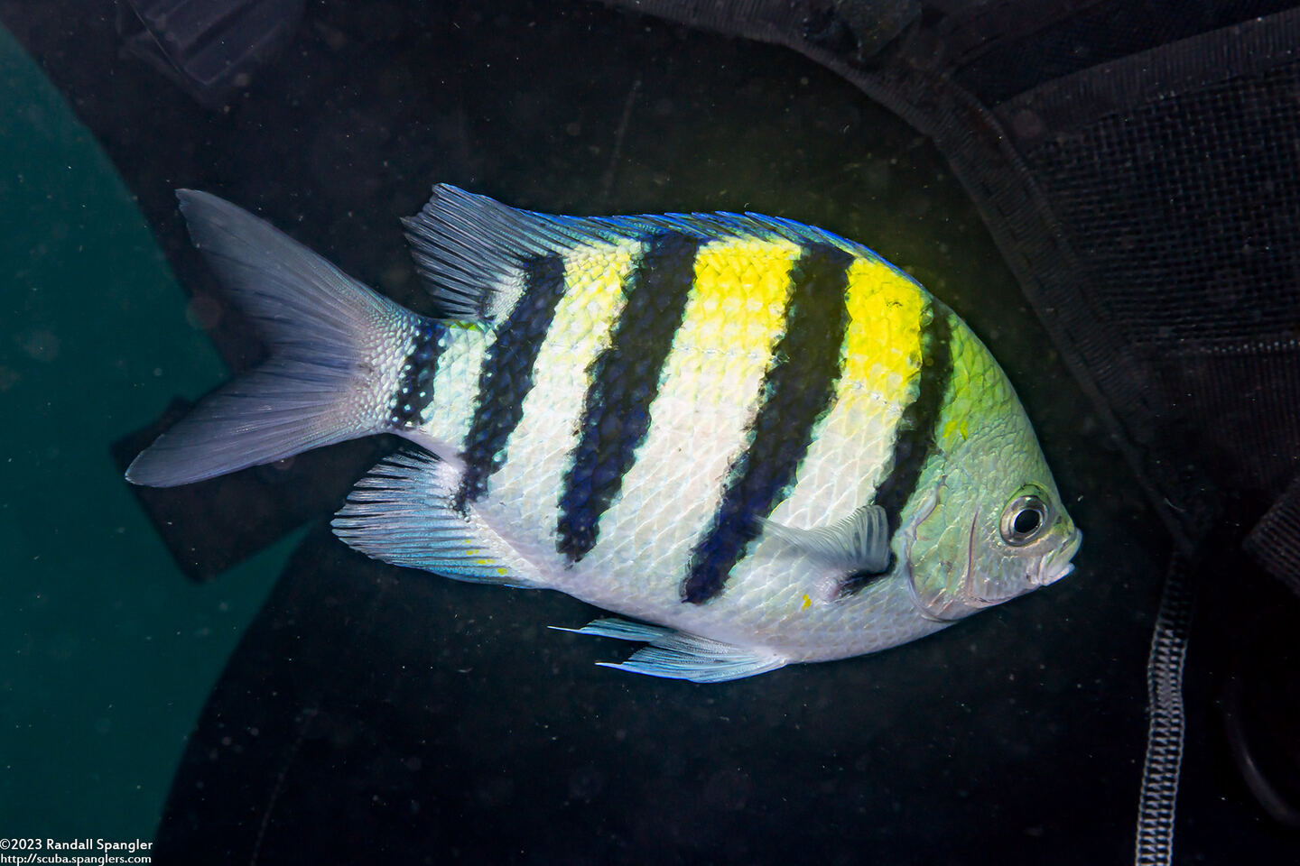 Abudefduf vaigiensis (Indo-Pacific Sergeant)
