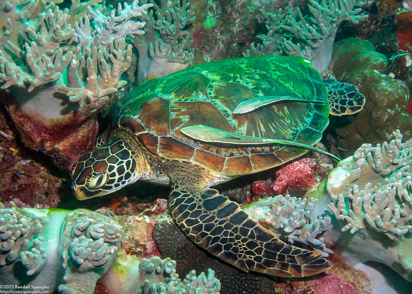 Chelonia mydas (Green Sea Turtle)