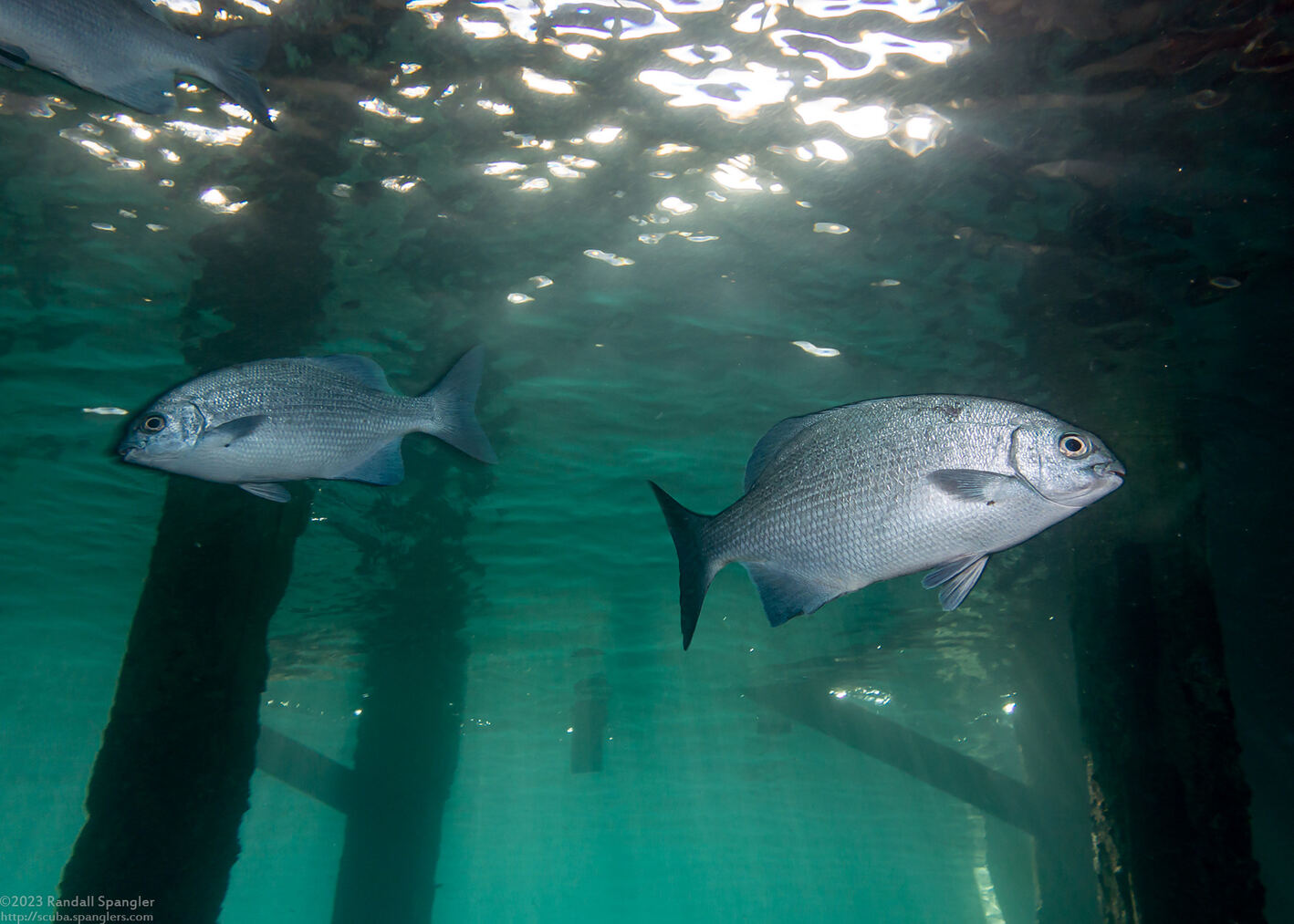 Kyphosus vaigiensis (Brassy Chub)