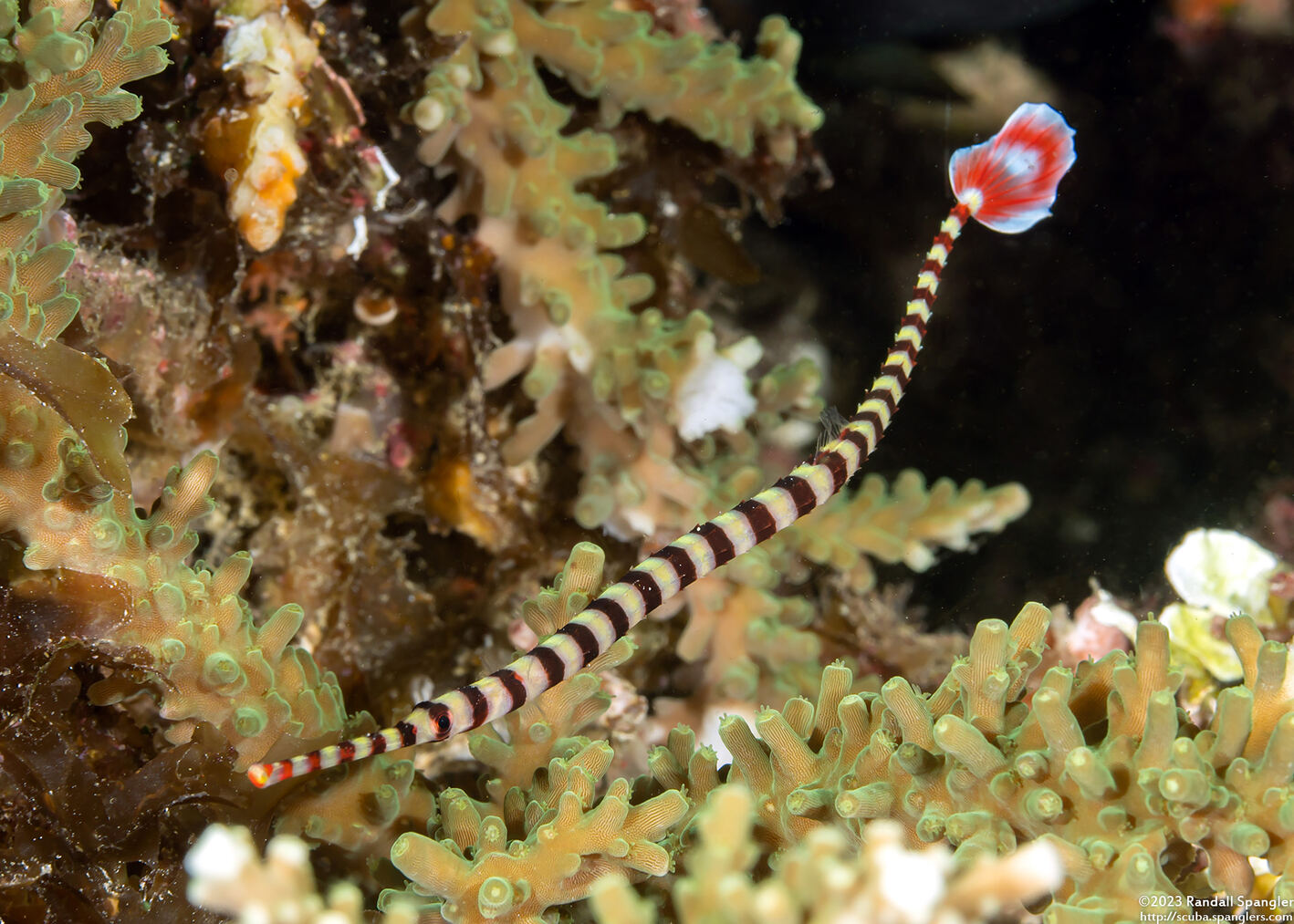 Dunckerocampus dactyliophorus (Ringed Pipefish)