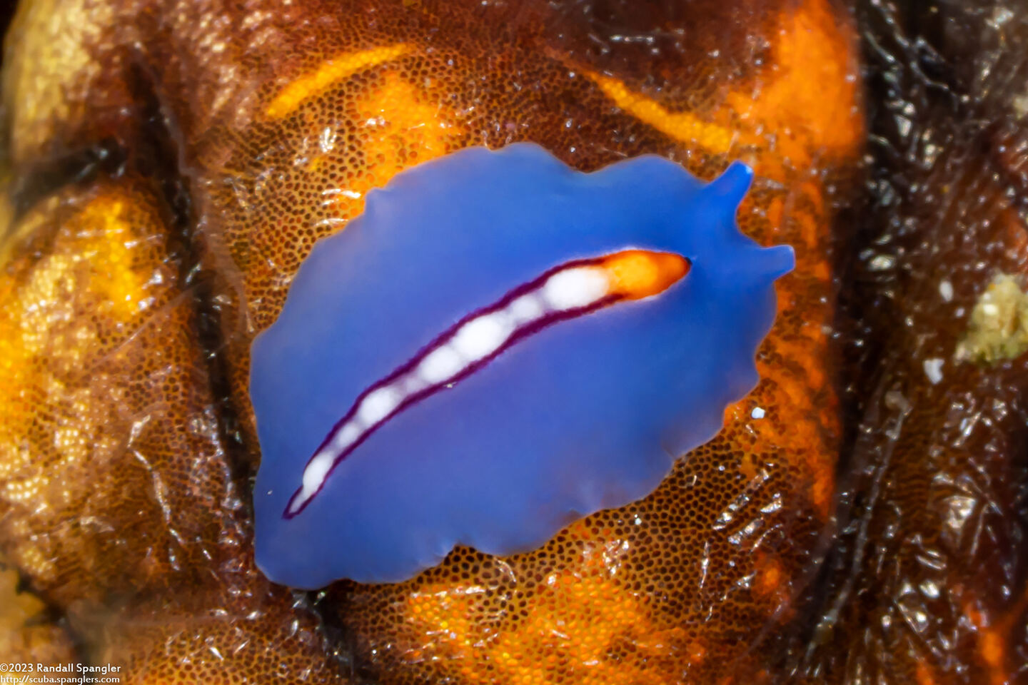 Pseudoceros liparus (Racing Stripe Flatworm)