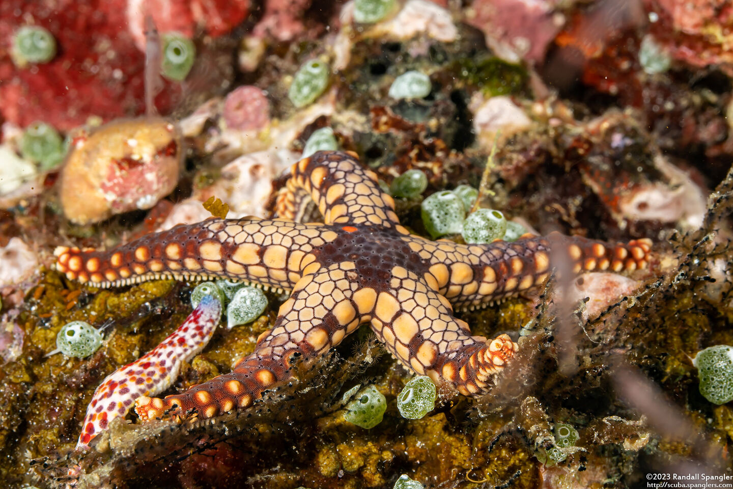 Fromia heffernani (Heffernan's Sea Star)