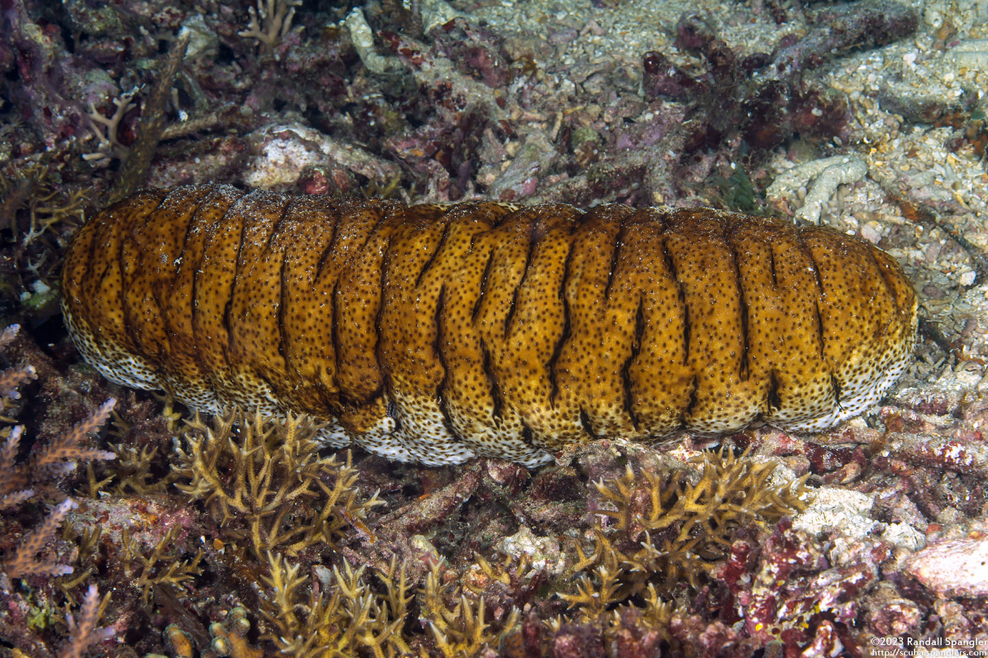 Holothuria fuscopunctata (Elephant Trunkfish)
