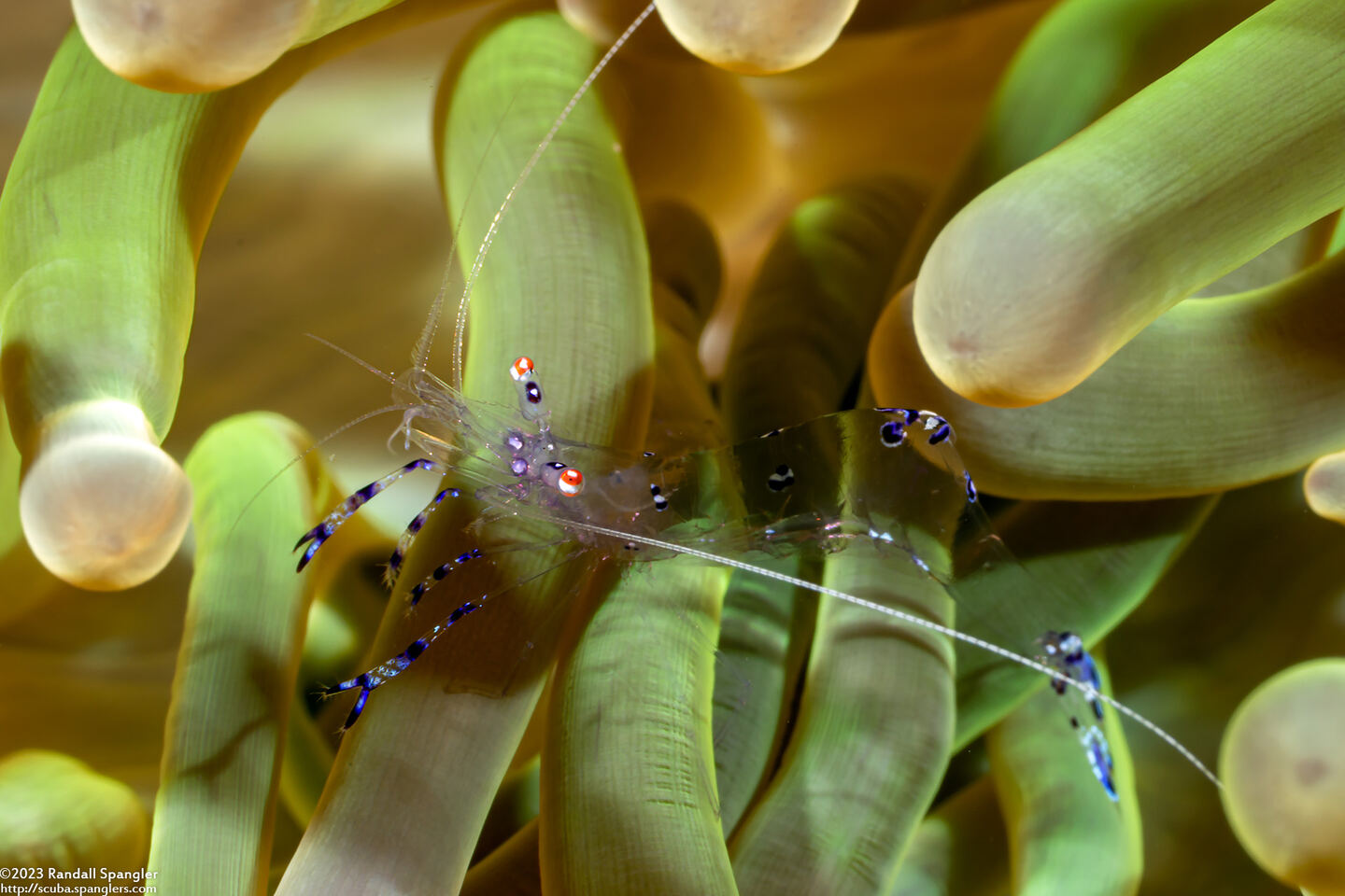 Ancylomenes sarasvati (Sarasvati Anemone Shrimp)