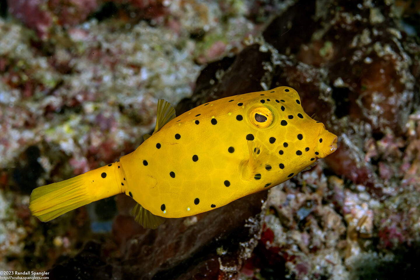 Ostracion cubicum (Yellow Boxfish)