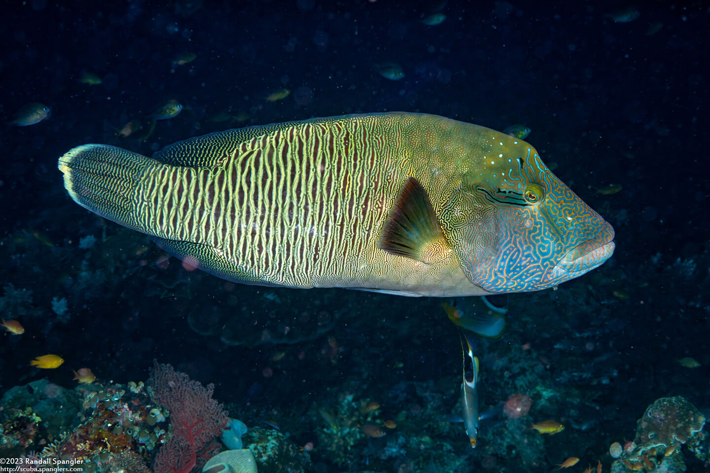 Cheilinus undulatus (Humphead Wrasse)