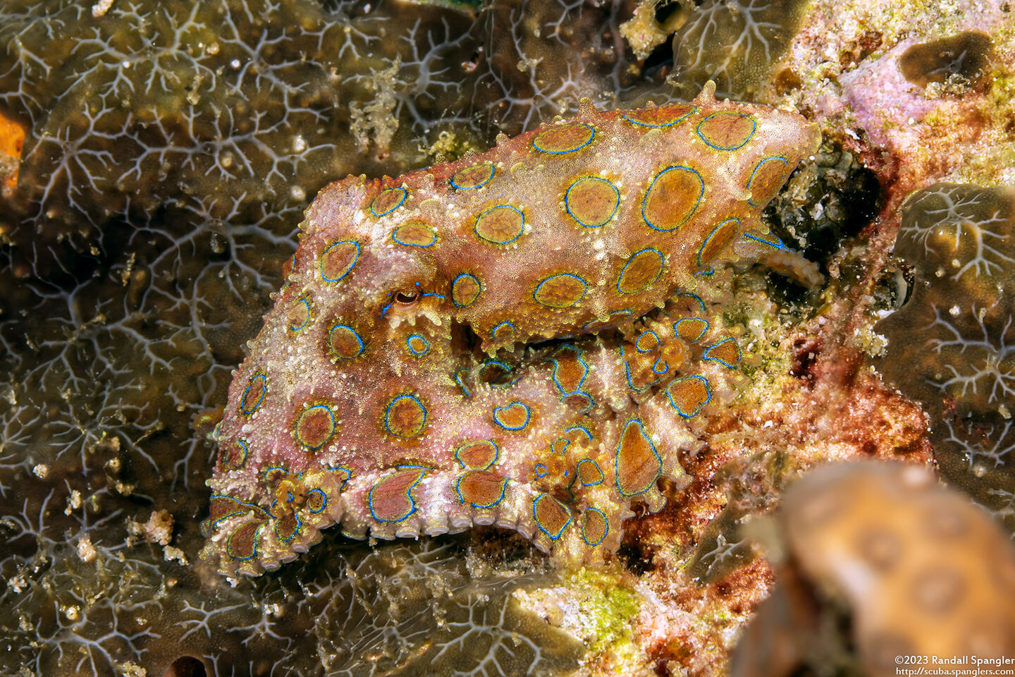 Hapalochlaena lunulata (Blue-Ringed Octopus)
