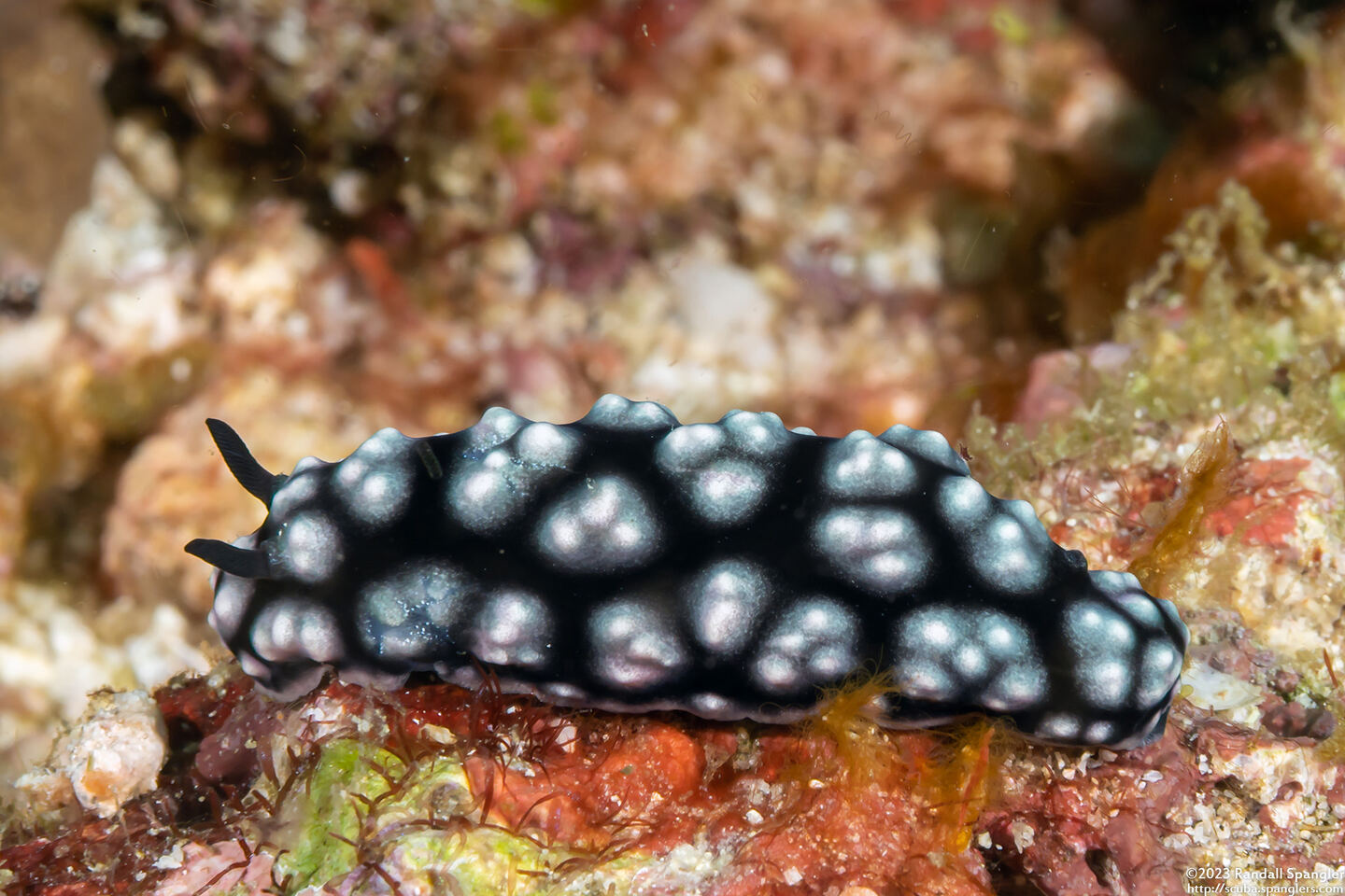 Phyllidiella pustulosa (Pustulose Phyllidia)