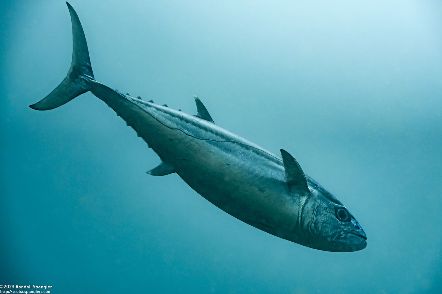 Gymnosarda unicolor (Dogtooth Tuna)