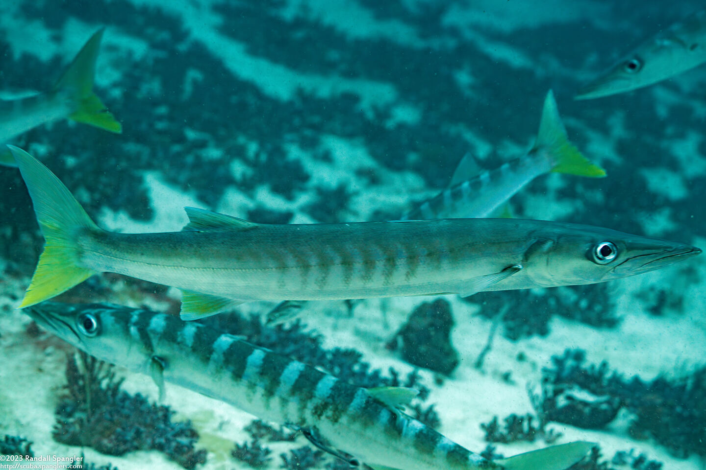 Sphyraena jello (Pickhandle Barracuda)