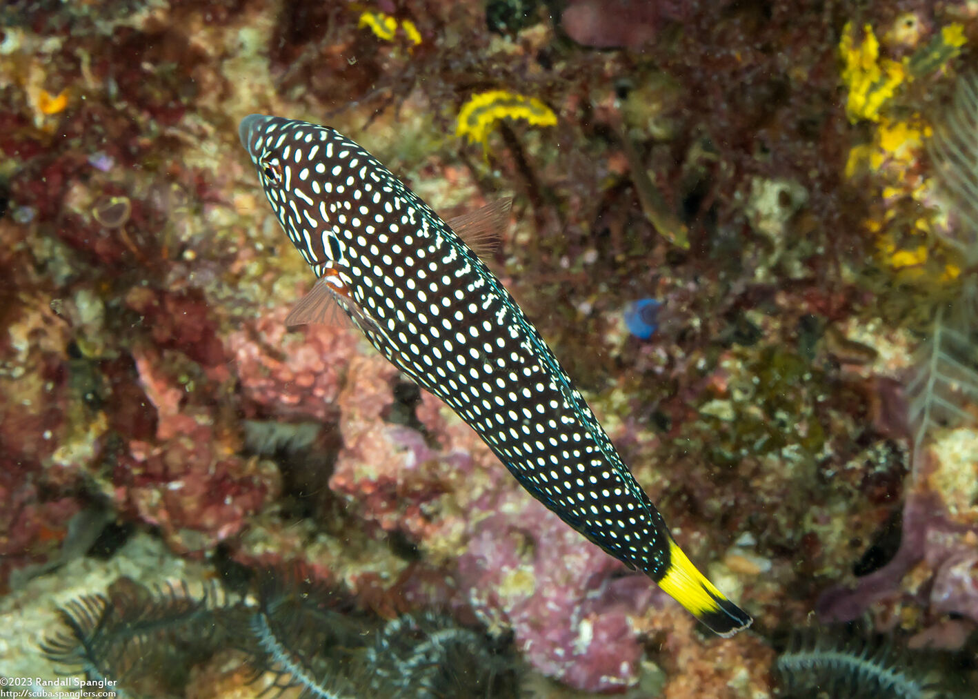 Anampses melanurus (Whitespotted Wrasse)