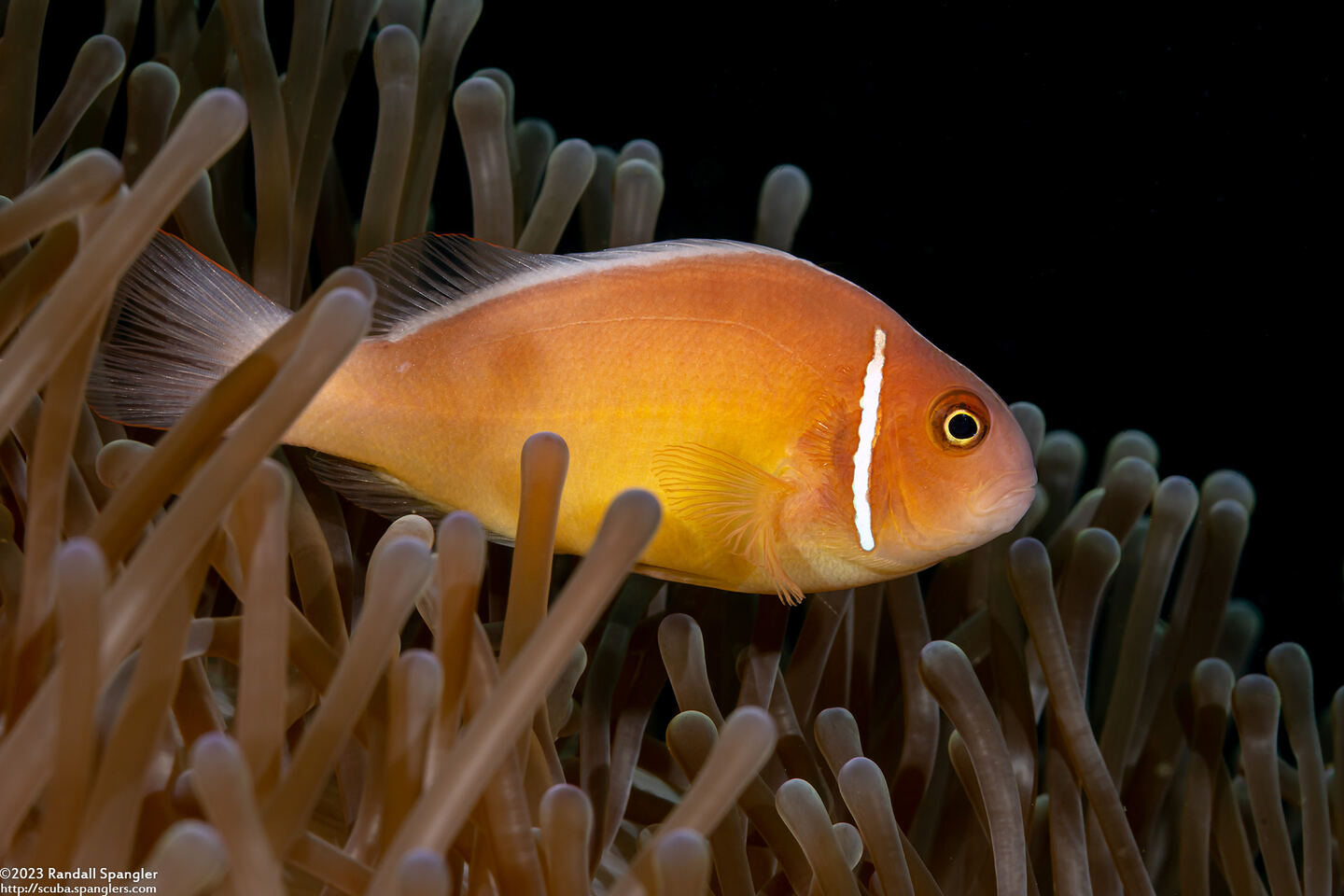 Amphiprion perideraion (Pink Anemonefish)