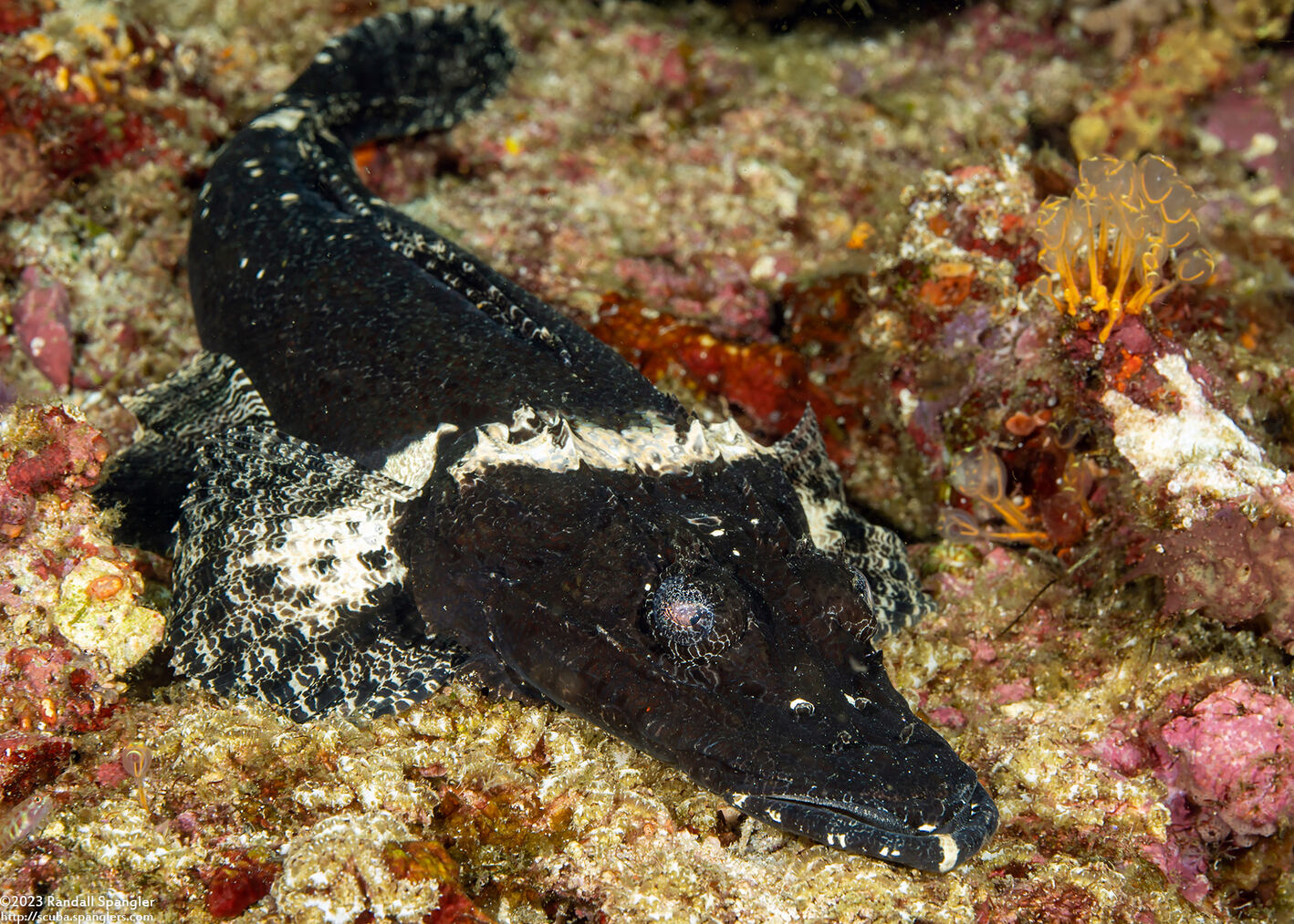 Cymbacephalus beauforti (Crocodile Flathead)
