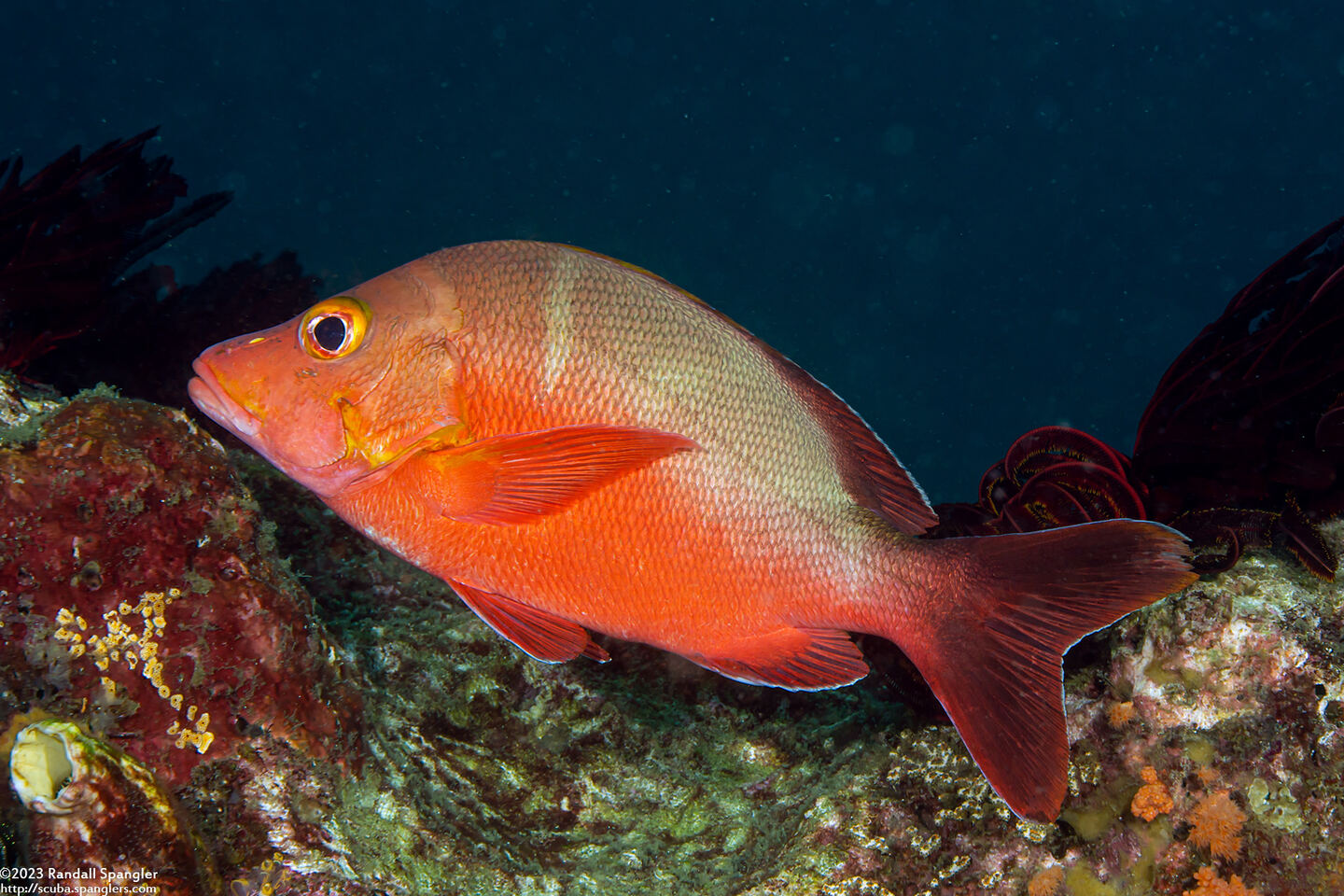 Lutjanus gibbus (Humpback Snapper)