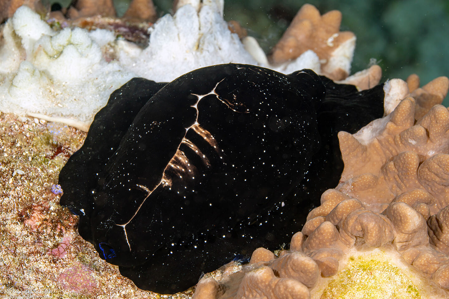 Ovula ovum (Common Egg Cowry)