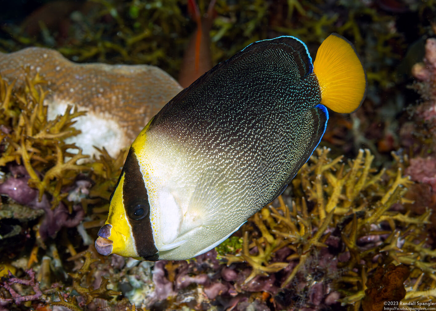 Chaetodontoplus mesoleucus (Vermiculated Angelfish)