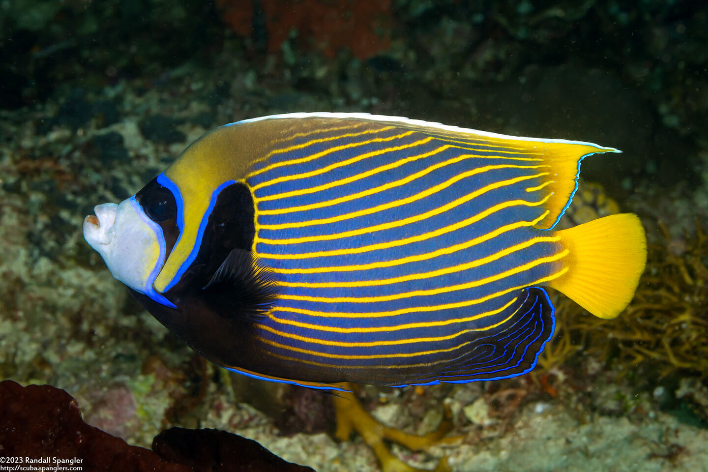 Pomacanthus imperator (Emperor Angelfish)